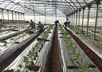 Azienda Agricola Biologica Caramadre