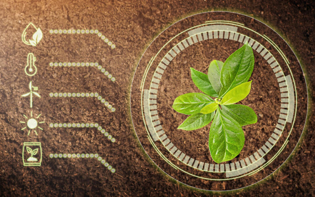 Agricoltura rigenerativa: coltivare rispettando la terra