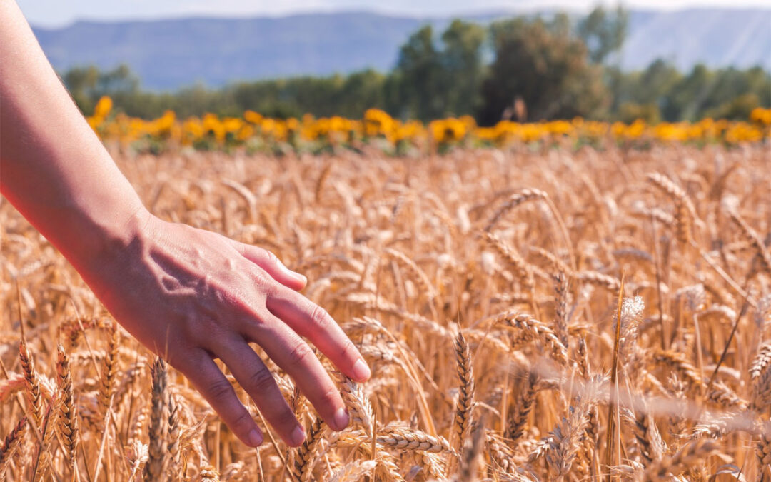Dati dal campo e dal mercato: l’agricoltura del futuro
