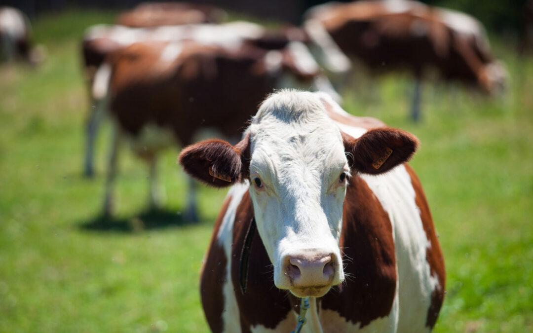 Mangiare carne in modo consapevole